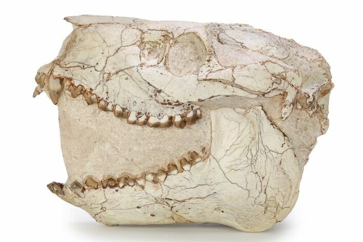 Fossil Oreodont (Merycoidodon) Skull - South Dakota #249248